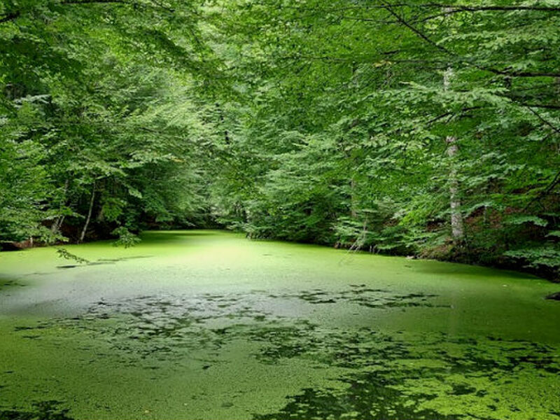 1 Gece Konaklamalı MAŞUKİYE – ORMANYA – SAPANCA – GÖLCÜK – ABANT – YEDİGÖLLER TURU