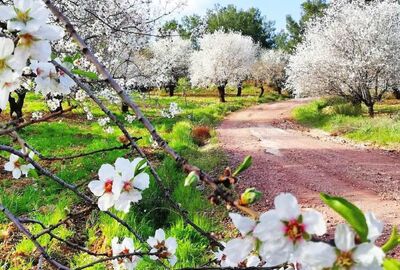 BADEM ÇİÇEĞİ FESTİVALİ TURU