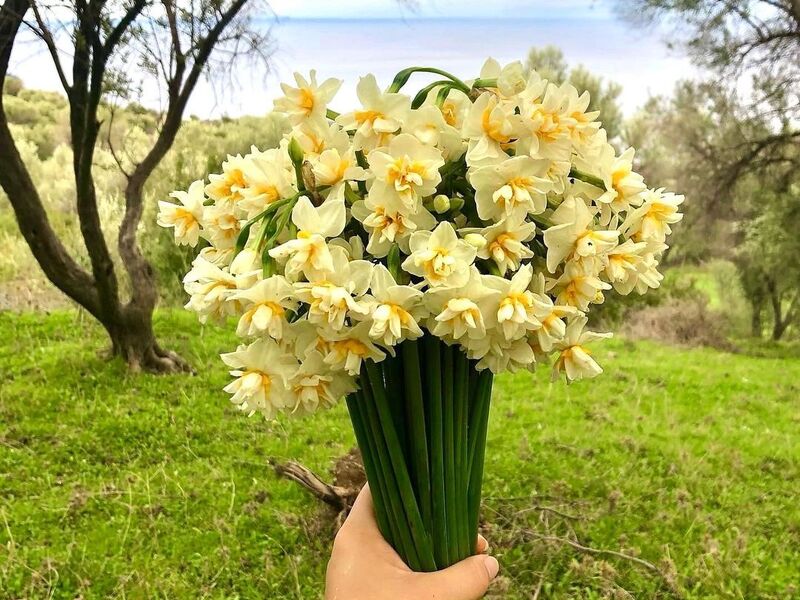 GÜNÜBİRLİK İZMİR KARABURUN NERGİS ÇİÇEĞİ FESTİVALİ TURU