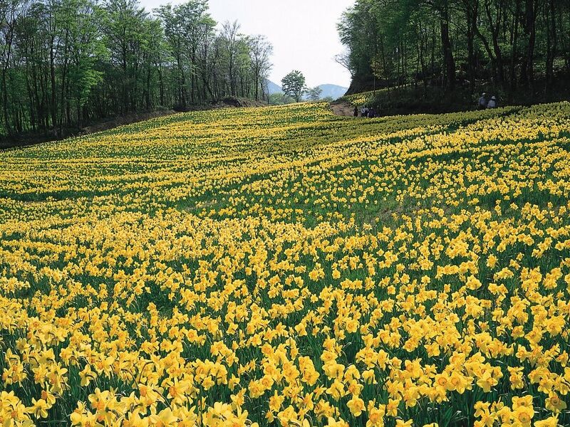 GÜNÜBİRLİK İZMİR KARABURUN NERGİS ÇİÇEĞİ FESTİVALİ TURU